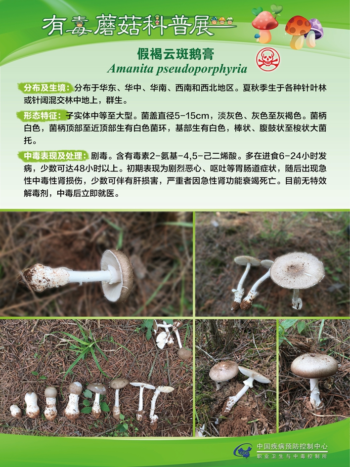 毒蘑菇中毒科普(三)