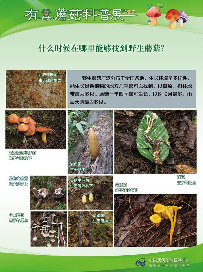 预防野生菌中毒科普一